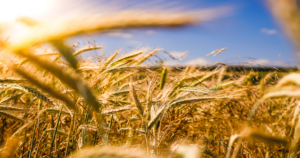 Photo by Raphael Rychetsky on Unsplash of an ripe field of wheat abundant life
