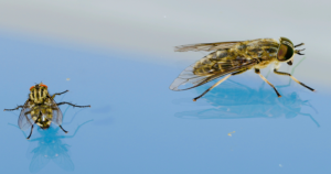 Picture of 2 flies on a blue surface. Good News Catching Flies With Vinegar.