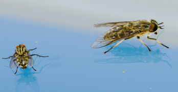 Picture of 2 flies on a blue surface. Good News Catching Flies With Vinegar.